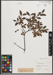 Foto von Salix phylicifolia L.